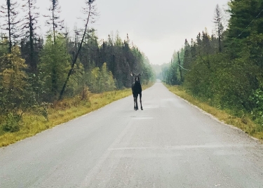 <div class="text-large">animal on paved road</div>