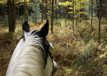 <div class="text-large">Horse in a forest</div>